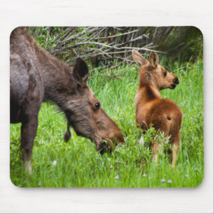 Two Alert Moose Mother And Baby Mouse Pad