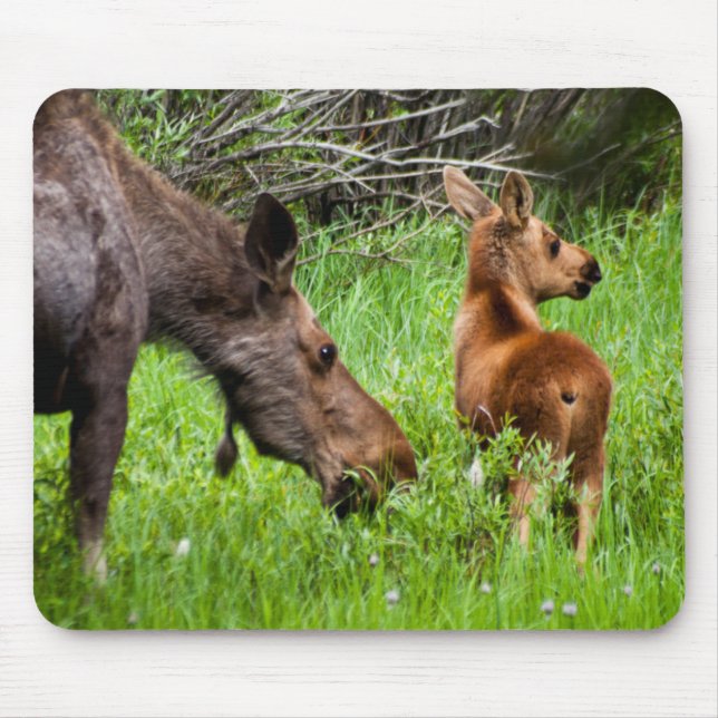 Two Alert Moose Mother And Baby Mouse Pad (Front)