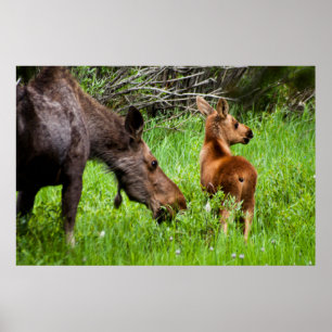 Two Alert Moose Mother And Baby Poster