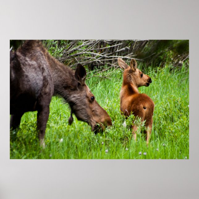 Two Alert Moose Mother And Baby Poster (Front)