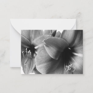 Two Amaryllis Flowers Photo Card