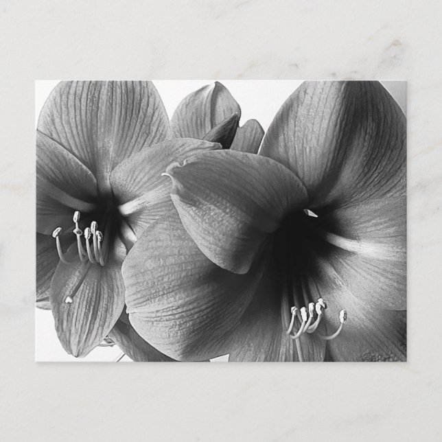 Two Amaryllis Flowers Photo Greeting Postcard (Front)
