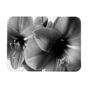 Two Amaryllis Flowers Photo Magnet