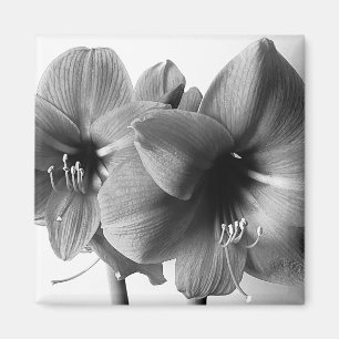 Two Amaryllis Flowers Photo Magnet