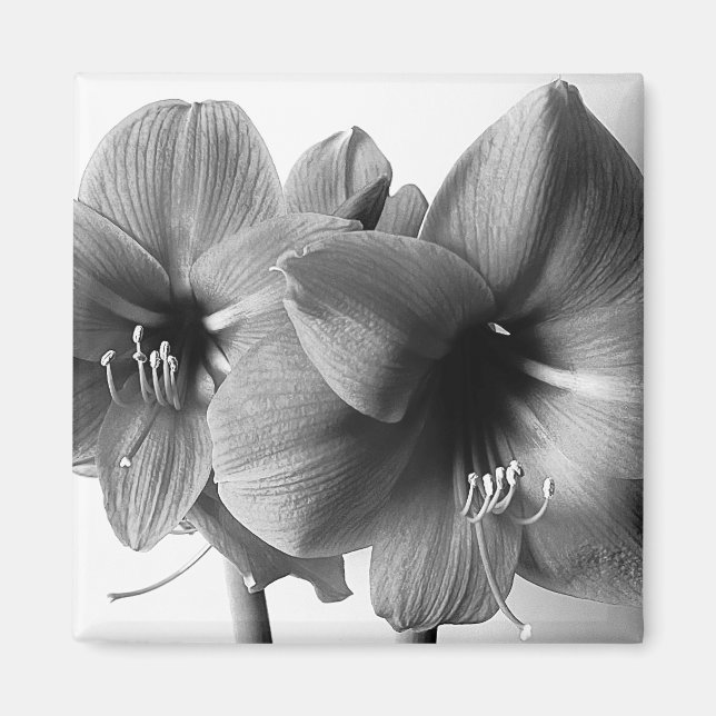 Two Amaryllis Flowers Photo Magnet (Front)