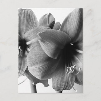 Two Amaryllis Flowers Photo Vertical Postcard