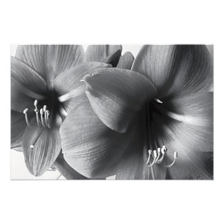 Two Amaryllis Flowers Print Photo Enlargement