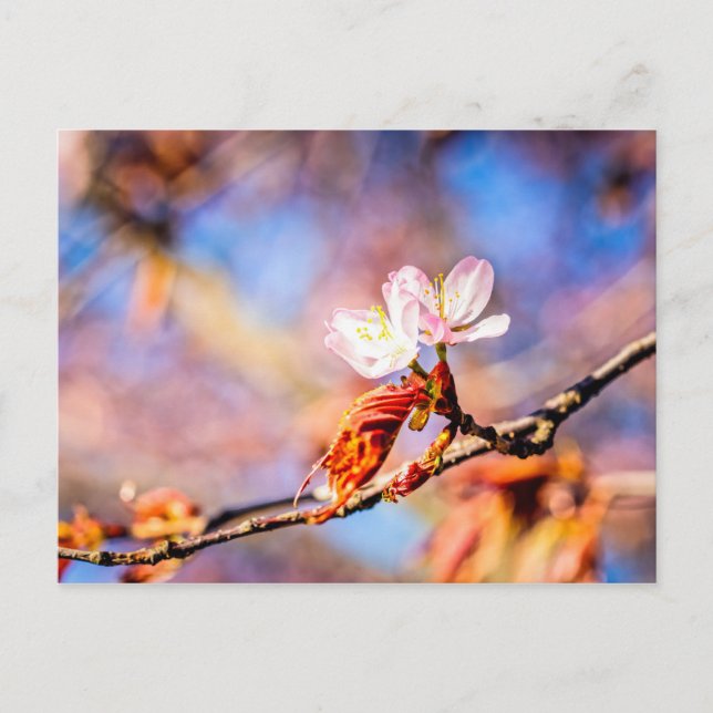 Two Amazing Sakura Flowers. Pink, Blue Background Postcard (Front)