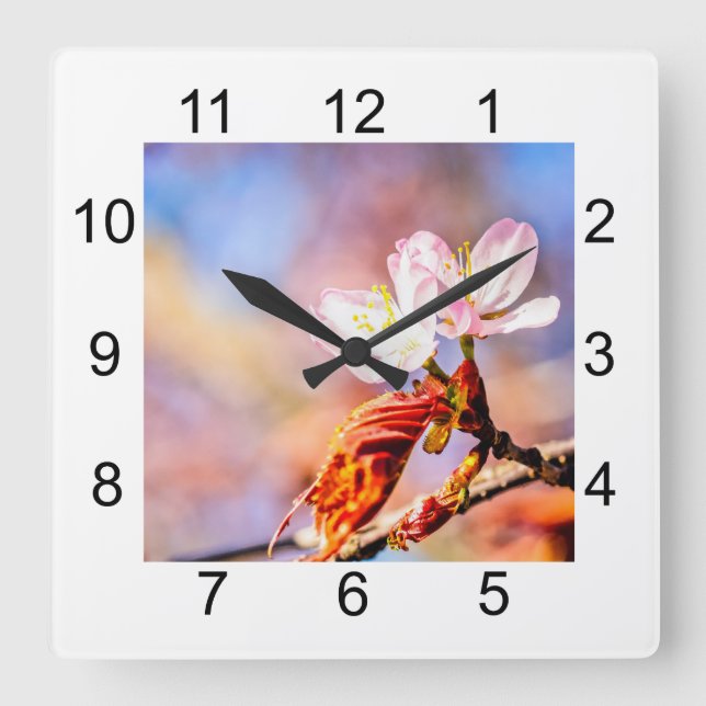 Two Amazing Sakura Flowers. Pink, Blue Background Square Wall Clock (Front)