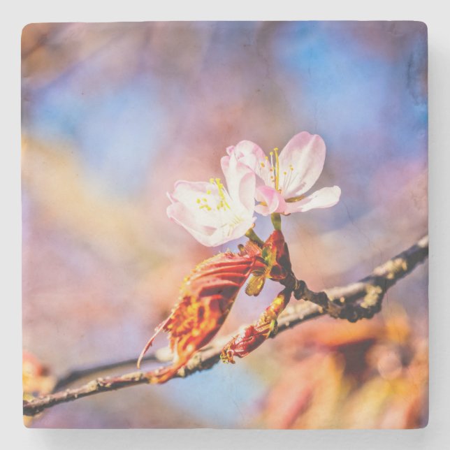 Two Amazing Sakura Flowers. Pink, Blue Background Stone Coaster (Front)
