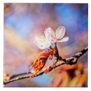 Two Amazing Sakura Flowers. Pink, Blue Background Tile