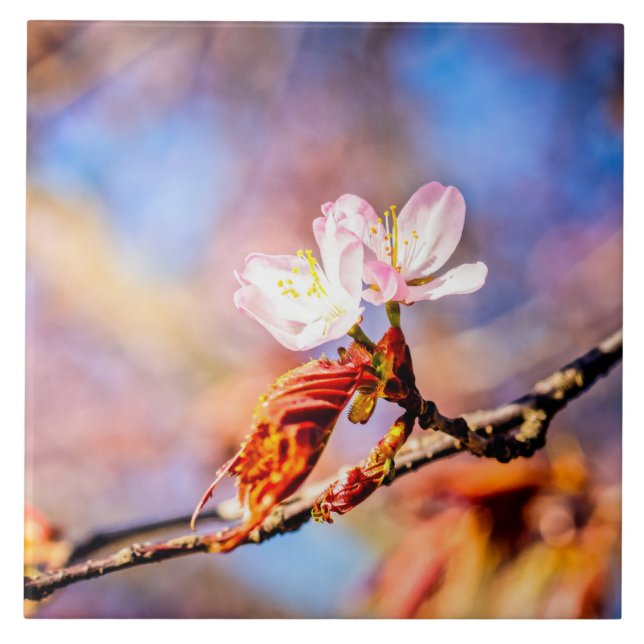 Two Amazing Sakura Flowers. Pink, Blue Background Tile (Front)
