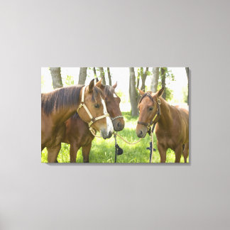 Two American Quarter horses standing in shade Canvas Print