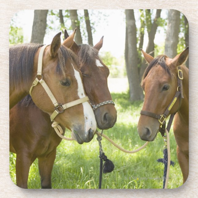 Two American Quarter horses standing in shade Coaster (Front)
