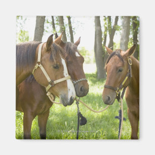 Two American Quarter horses standing in shade Magnet