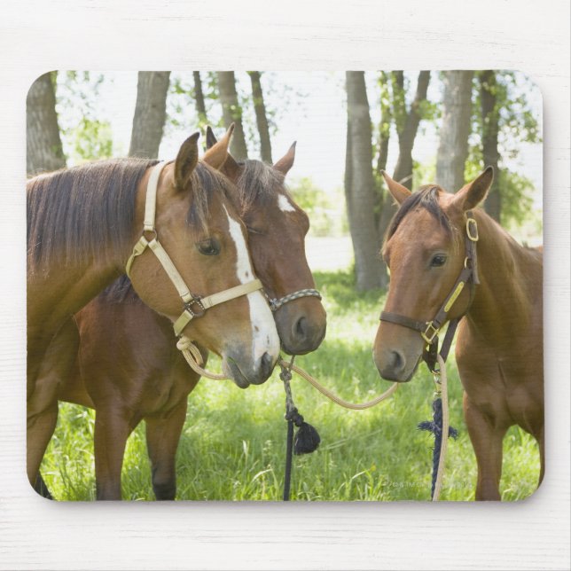Two American Quarter horses standing in shade Mouse Pad (Front)