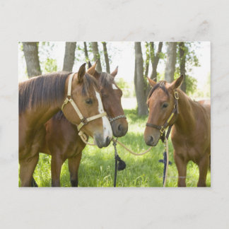 Two American Quarter horses standing in shade Postcard