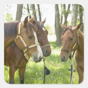 Two American Quarter horses standing in shade Square Sticker