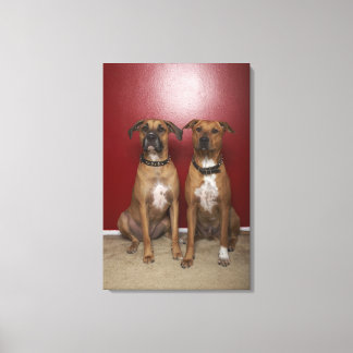 Two american stanford terriers sitting canvas print