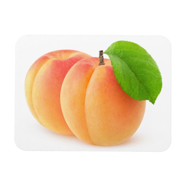 Two apricots magnet (Horizontal)