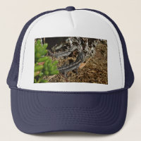 Two Australian Bearded Dragon Lizards,