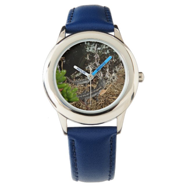 Two Australian Bearded Dragon Lizards,  Watch (Front)