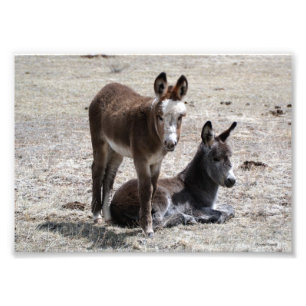 Two Baby Donkeys 5x7 Photo Print