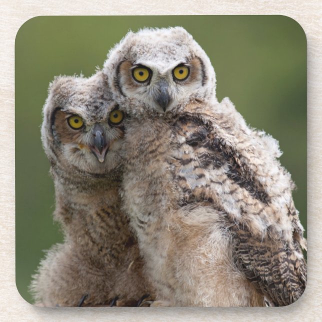 Two Baby Great Horned Owls Coaster (Front)