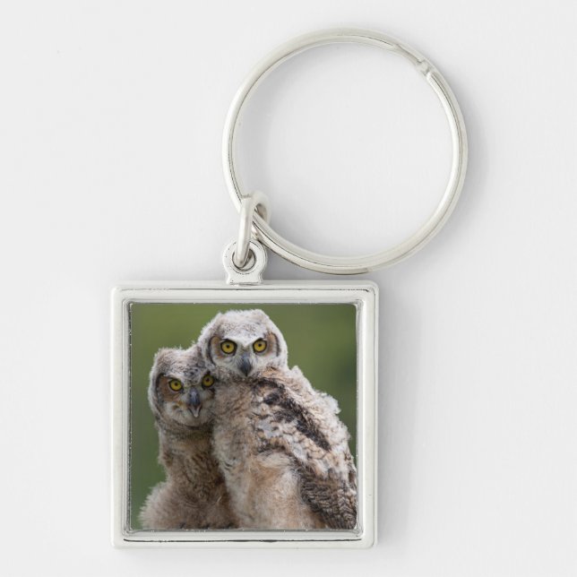 Two Baby Great Horned Owls Key Ring (Front)