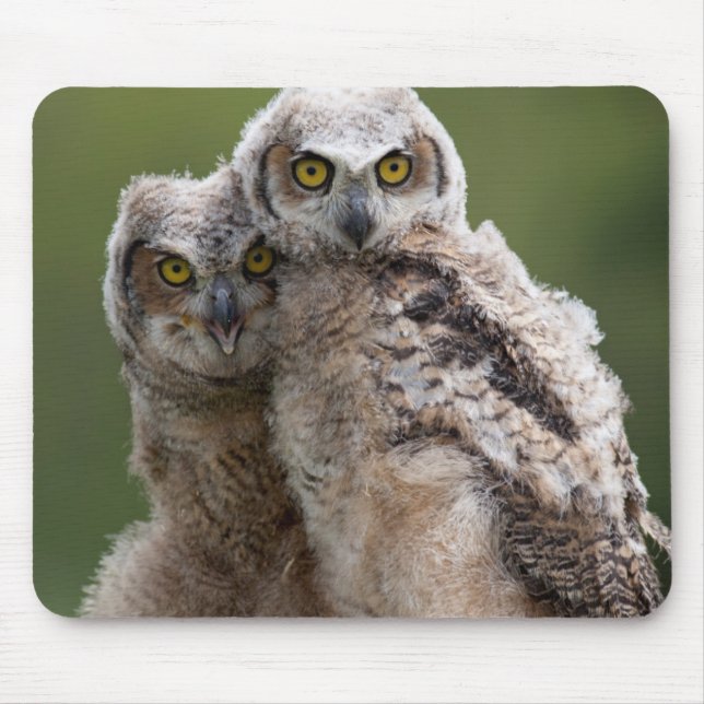 Two Baby Great Horned Owls Mouse Pad (Front)