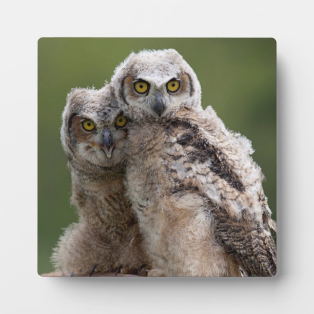 Two Baby Great Horned Owls Plaque (Front)
