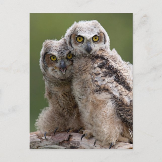 Two Baby Great Horned Owls Postcard (Front)
