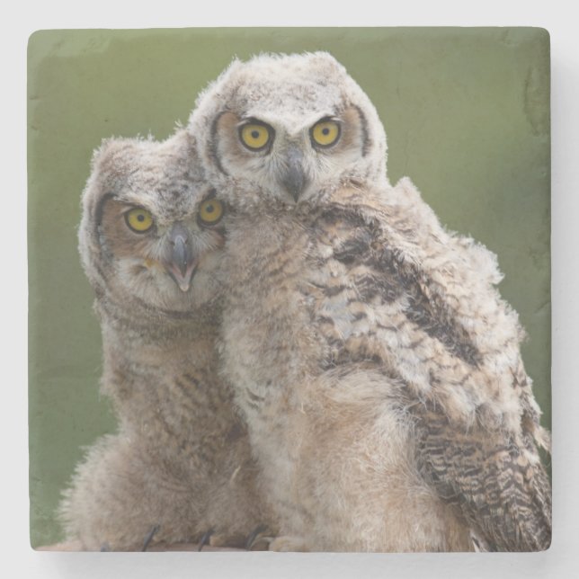 Two Baby Great Horned Owls Stone Coaster (Front)