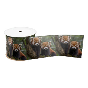 Two Baby Red Panda Bears In A Tree, Satin Ribbon