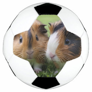 Two Baby Tortoiseshell Guinea Pigs, Soccer Ball
