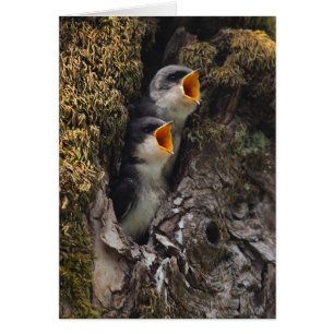 Two Baby Tree Swallows