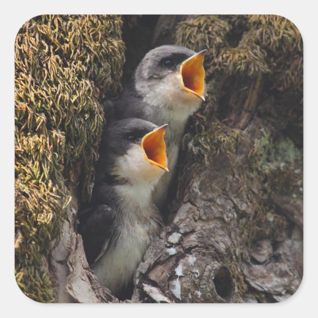 Two Baby Tree Swallows Square Sticker (Front)