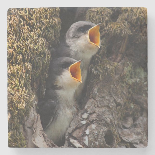 Two Baby Tree Swallows Stone Coaster (Front)