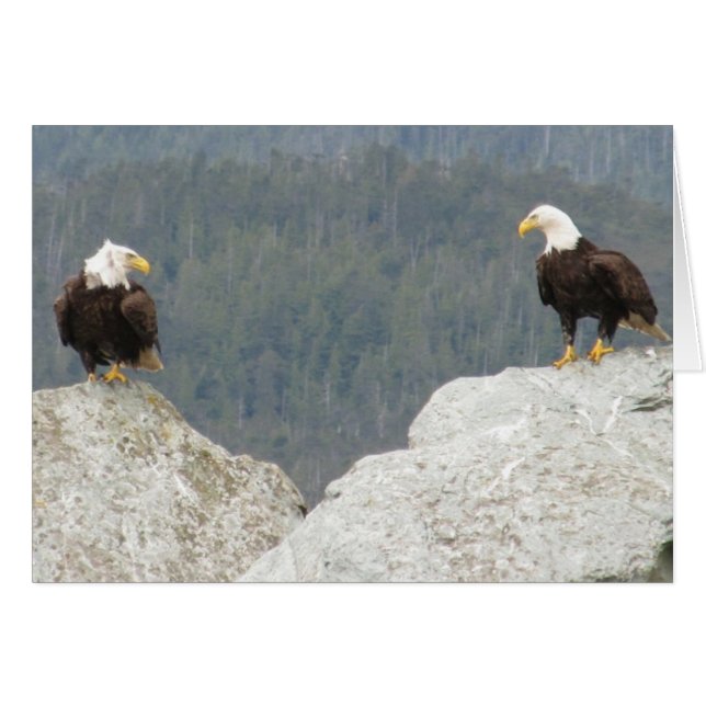 Two Bald Eagles (Front Horizontal)