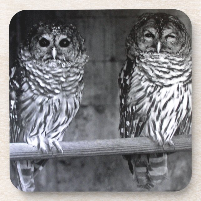 Two Barred Owls Square Coasters (Front)