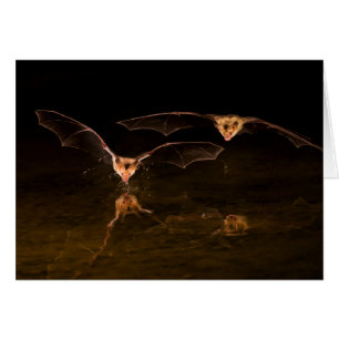 Two bats flying over water, Arizona