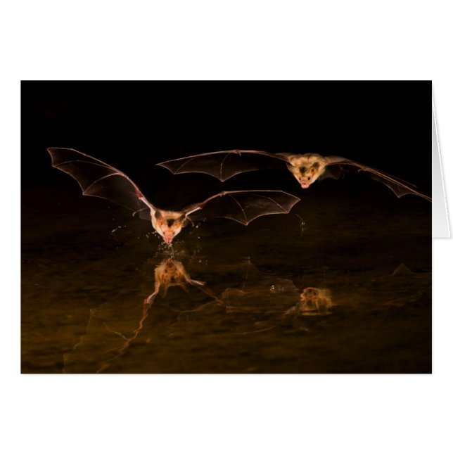 Two bats flying over water, Arizona (Front Horizontal)