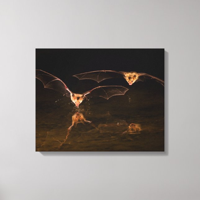 Two bats flying over water, Arizona Canvas Print (Front)