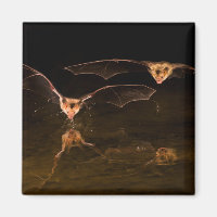 Two bats flying over water, Arizona