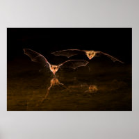 Two bats flying over water, Arizona