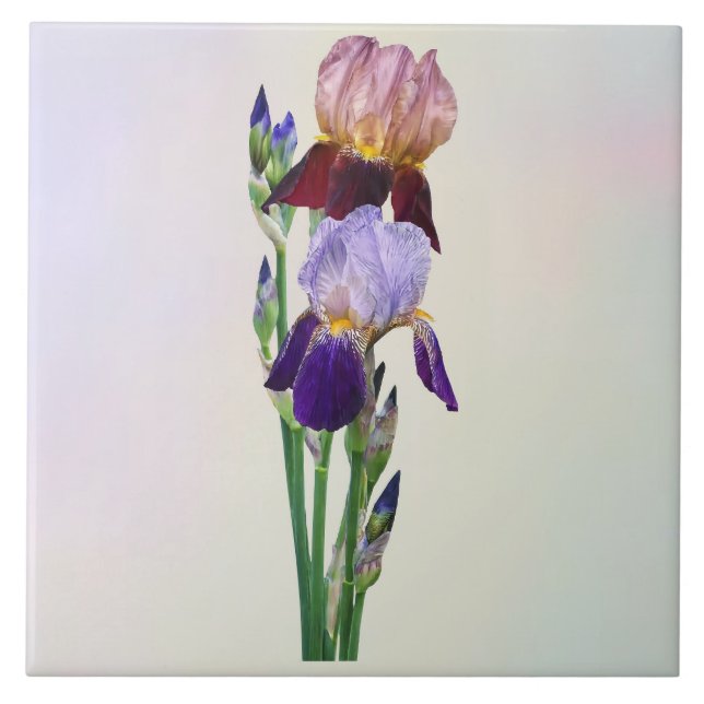 Two Bearded Irises One Maroon One Purple Tile (Front)