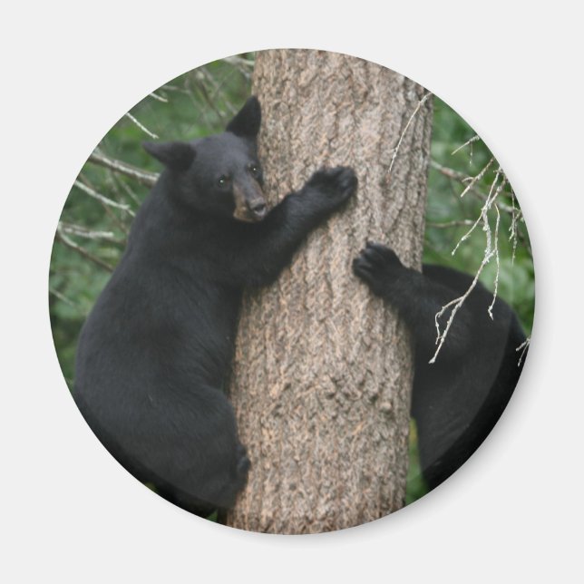 two bears in a tree magnet (Front)
