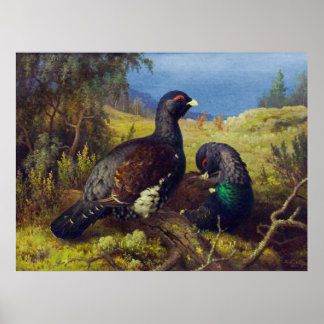 Two Beautiful Birds Poster