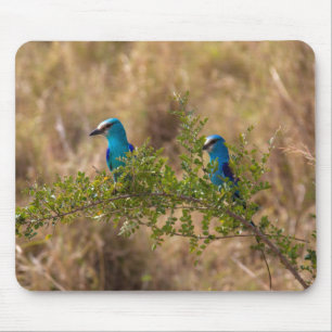 Two Beautiful Blue Birds on a Branch Mouse Pad