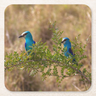 Two Beautiful Blue Birds on a Branch Square Paper Coaster